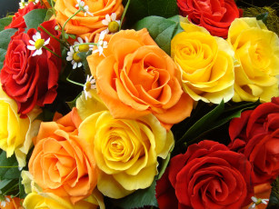 обоя цветы, розы, желтый, красный