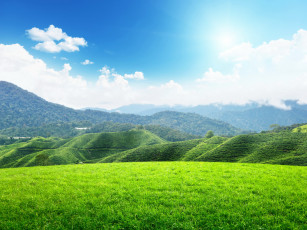 Картинка природа поля трава пейзаж