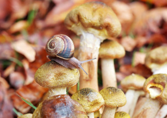 Картинка животные улитки опята
