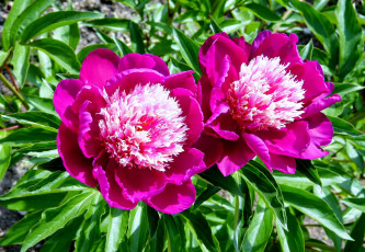 Картинка цветы пионы пара