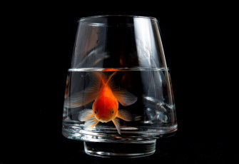 Картинка животные рыбы золотая