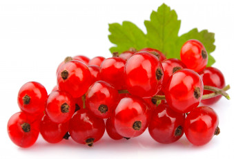 Картинка еда смородина красная