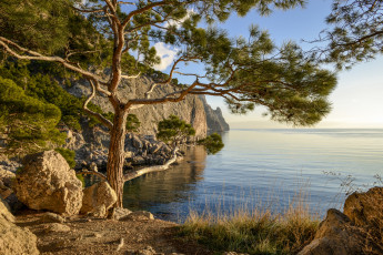 Картинка природа побережье сосна