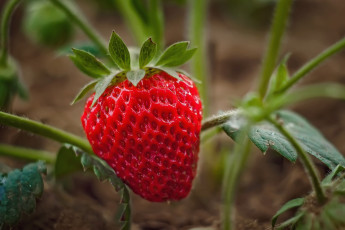 Картинка природа Ягоды клубника