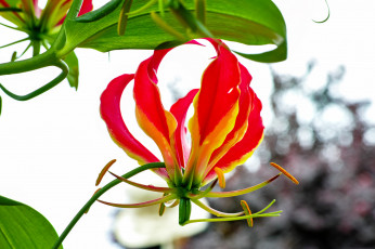 обоя цветы, глориоза, пламя