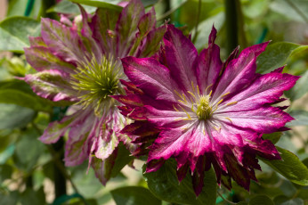 Картинка цветы клематис+ ломонос макро