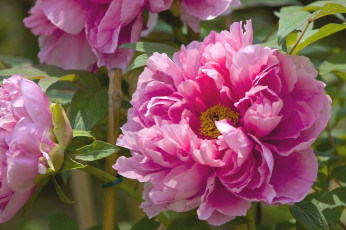 Картинка цветы пионы макро