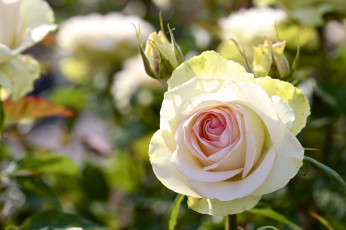 Картинка цветы розы макро