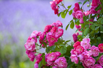 Картинка цветы розы розовый