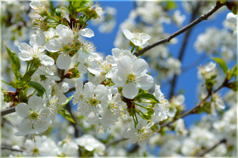 Картинка цветы сакура +вишня вишня