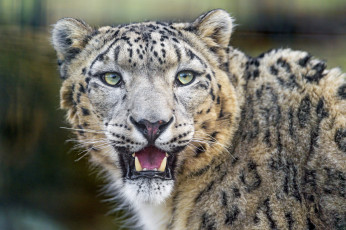 Картинка животные снежный+барс+ ирбис барс