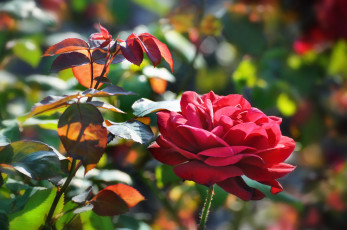 Картинка цветы розы красный