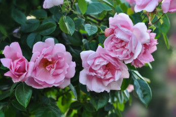 Картинка цветы розы розовый