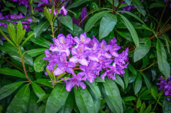 Картинка цветы рододендроны+ азалии азалия