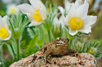 Картинка животные лягушки анемоны