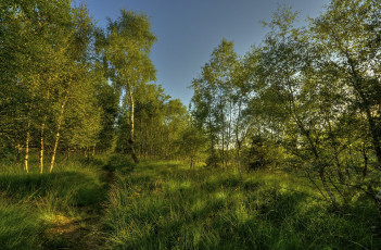 Картинка природа лес тропинка трава