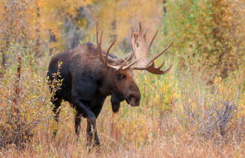 Картинка животные лоси рога