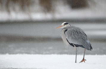 Картинка животные цапли снегопад зима серая цапля