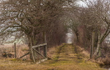 Картинка природа дороги туман калитка аллея дорога поле