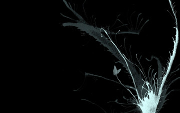 Картинка векторная+графика всплеск бабочка брызги черный фон краска