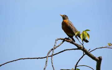 Картинка животные зарянки+ малиновки ветка птица