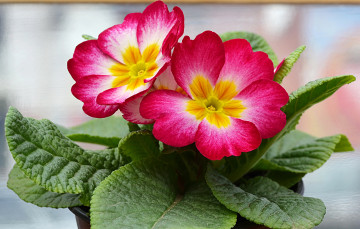 Картинка цветы примулы красные примула