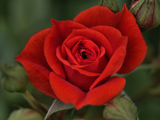 Обои картинки фото цветы, розы, макро