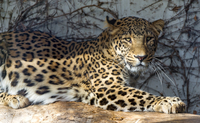 Обои картинки фото животные, леопарды, кошка