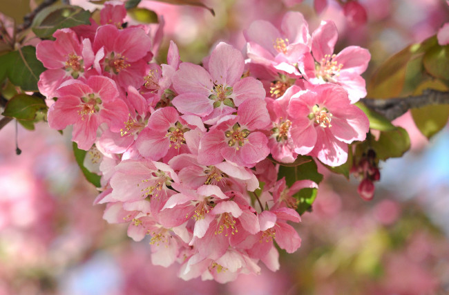 Обои картинки фото цветы, цветущие деревья ,  кустарники, весна