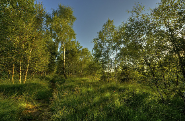 Обои картинки фото природа, лес, тропинка, трава