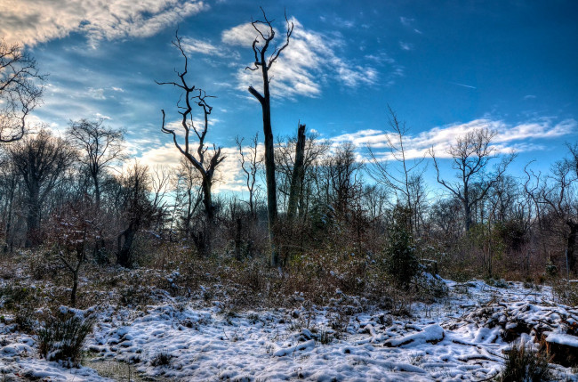 Обои картинки фото природа, зима, снег, кусты, стволы, поляна, трава