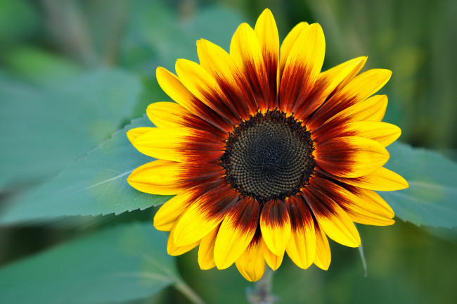 Обои картинки фото цветы, подсолнухи, макро