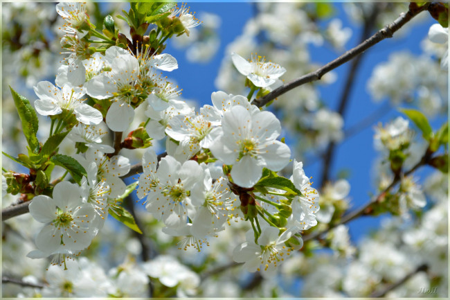 Обои картинки фото цветы, сакура,  вишня, вишня