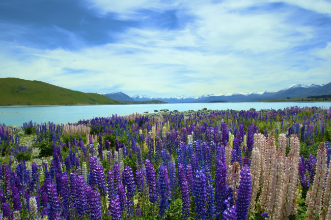 Обои картинки фото природа, луга, люпин