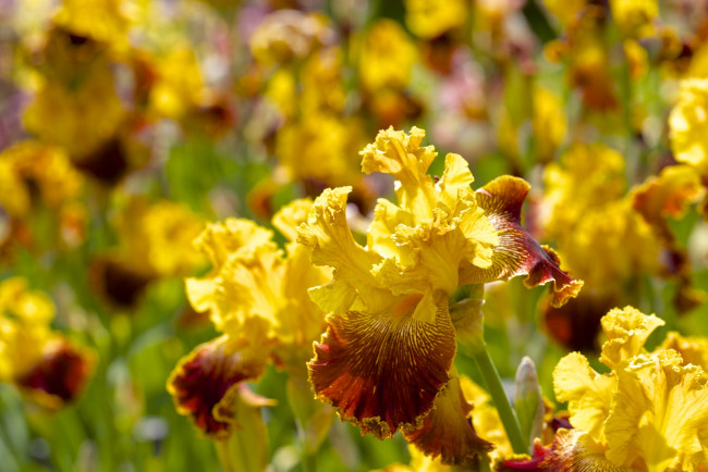 Обои картинки фото цветы, ирисы, желтый