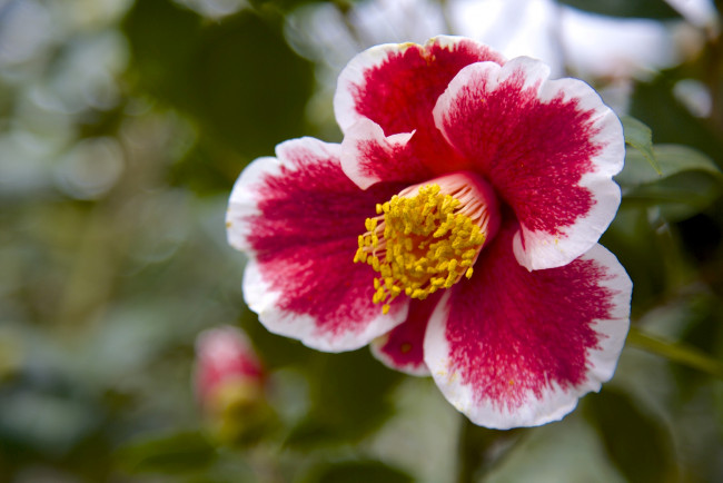 Обои картинки фото цветы, камелии, макро