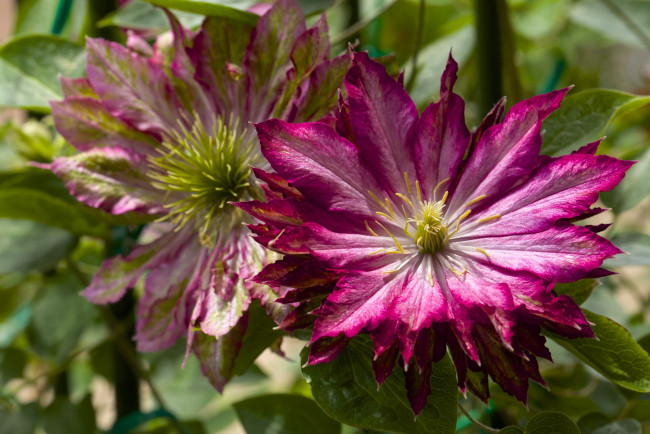 Обои картинки фото цветы, клематис , ломонос, макро