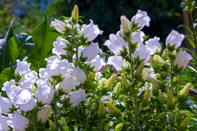 Обои картинки фото цветы, колокольчики