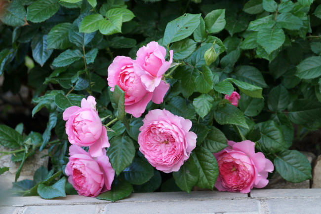 Обои картинки фото цветы, розы, розовый