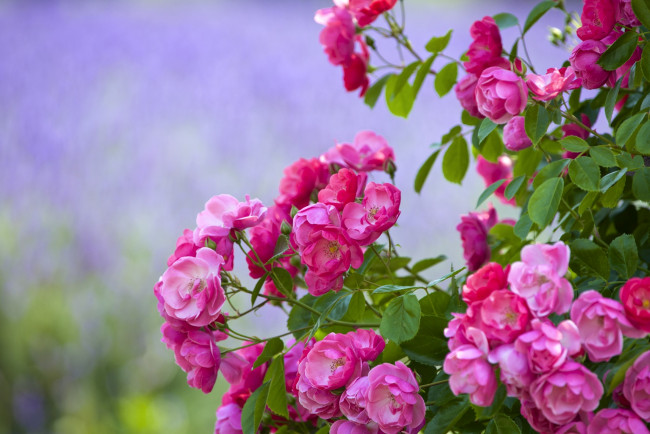 Обои картинки фото цветы, розы, розовый