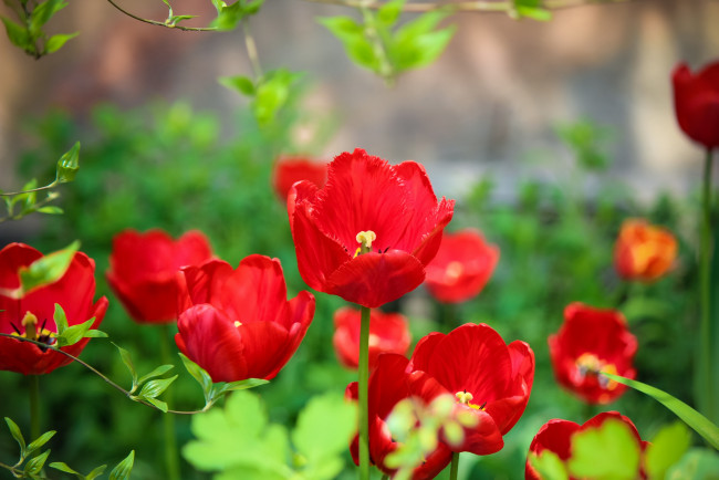 Обои картинки фото цветы, тюльпаны, красный