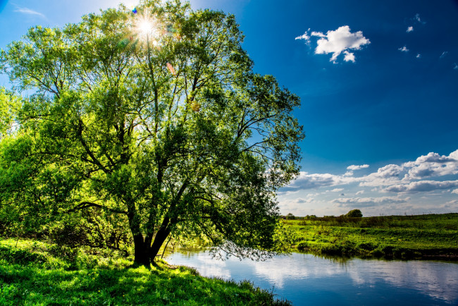 Обои картинки фото природа, деревья, крона, солнце