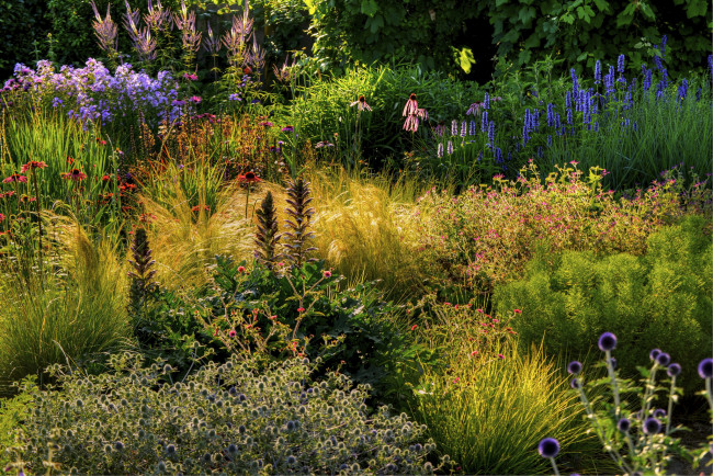 Обои картинки фото природа, луга, цветы, трава, опушка, лес