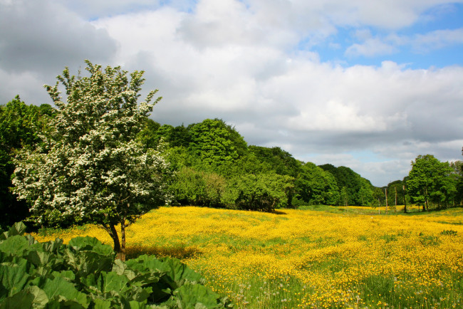 Обои картинки фото природа, пейзажи, весно, германия, лес, трава, цветы, лужайка