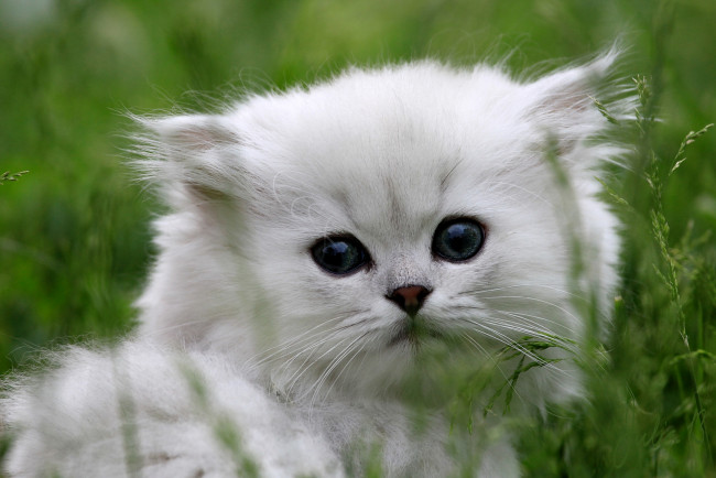 Обои картинки фото животные, коты, портрет