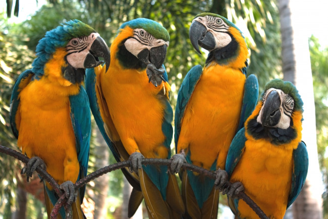 Обои картинки фото животные, попугаи, квартет