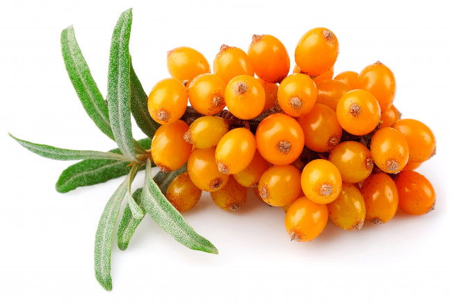 Обои картинки фото еда, фрукты,  ягоды, ягоды, облепиха