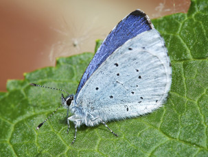 Картинка животные бабочки +мотыльки +моли бабочка макро лист