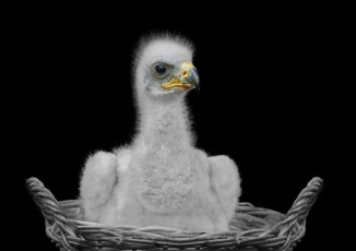 Картинка животные птицы+-+хищники корзинка чёрный фон птенец хищник