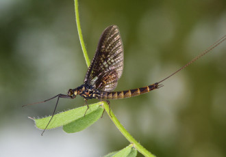 Картинка животные насекомые листик веточка макро насекомое